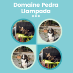 Dog and cat staying in a pet-friendly Pyrénées-Orientales gîte at no extra charge in the Pyrénées-Orientales