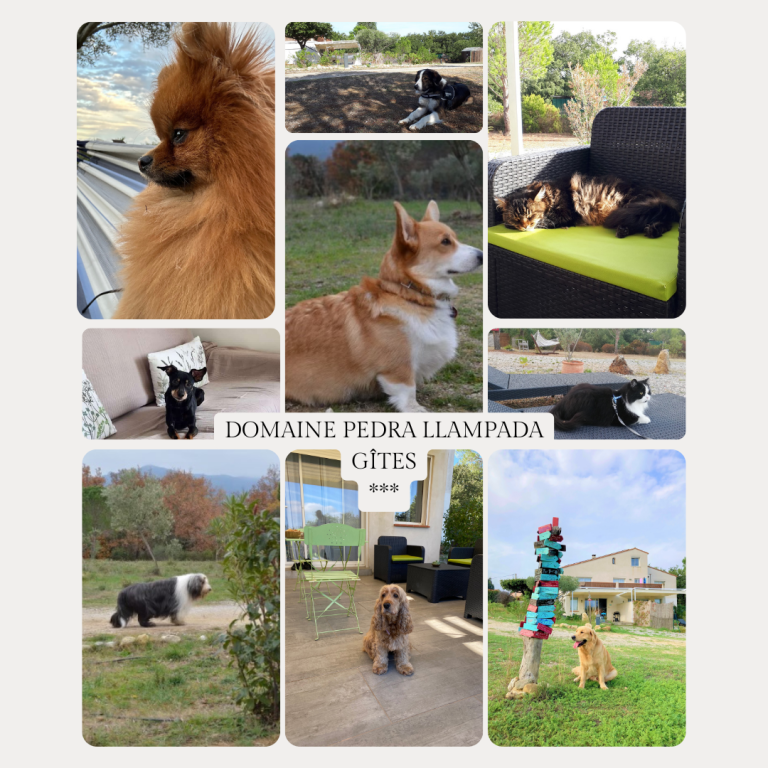 Domaine Pedra Llampada à Villelongue dels Monts gîte animaux acceptés 66